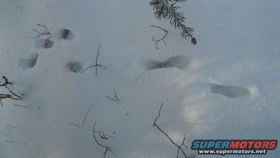 Animal tracks in fresh snow with scattered twigs and a pine branch overhead