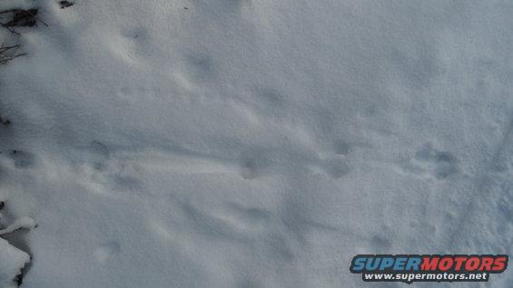 Animal tracks visible in a snowy landscape