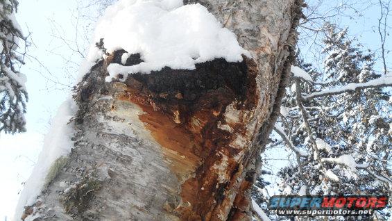 Close-up of a tree trunk covered in snow, with a dark, damaged area on the bark. Snowy trees are in the background