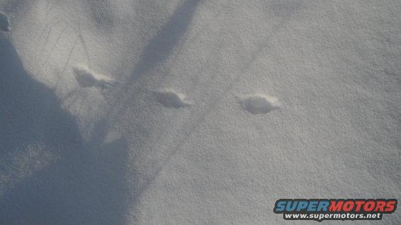 Snowy ground with tire tracks