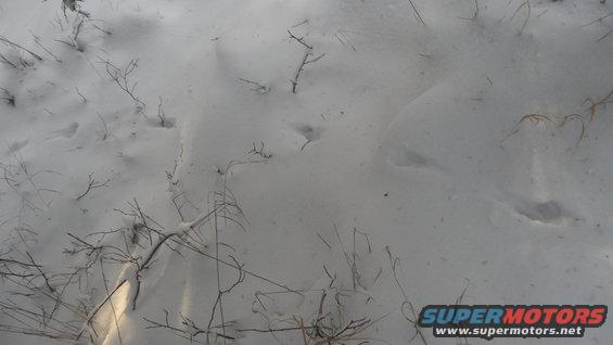 Snow-covered ground with dry branches and some animal tracks