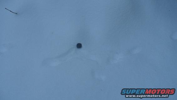 Tire track in snow with a small dark object in the center