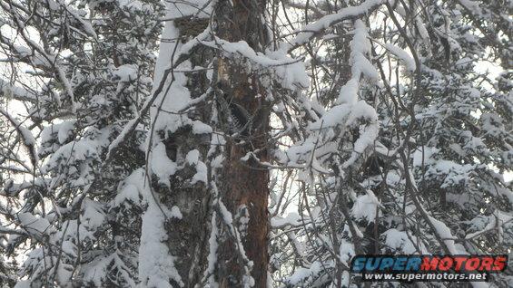 Snow-covered trees in a forest
