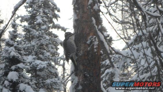 Trees covered in snow