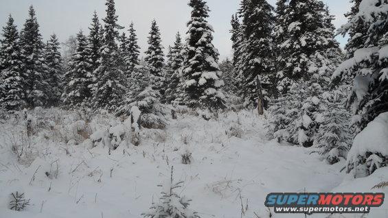 Snowy landscape with snow-covered trees