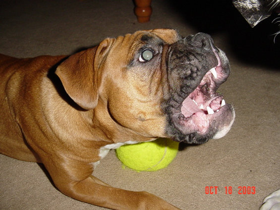 10103-117.jpg Great pic of the pup