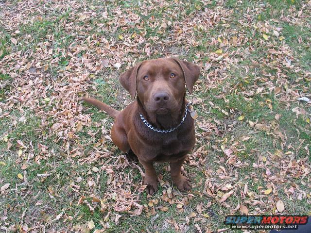 untitled-4.jpg My Lab Owen