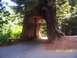 2007 Dodge Caliber - A road passes through a massive tree, creating a natural tunnel. The photo was taken on July 11, 2008.