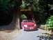 2007 Dodge Caliber - A red 2007 Dodge Caliber passes through a natural tree tunnel, with a sign overhead reading 'TOUR THRU TREE'.