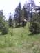 2007 Dodge Caliber - A bison ambles through a meadow dotted with small trees and wildflowers.