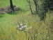 1990 Ford Bronco - Two white vans are visible in a grassy area, surrounded by trees in bloom.