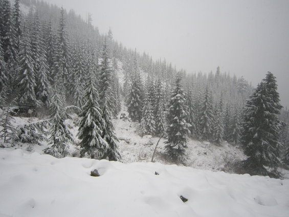 Two SUVs parked on a snowy road in a forest with snow falling