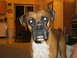 1994 Ford Bronco - A boxer dog with bright eyes stares forward in a home environment.