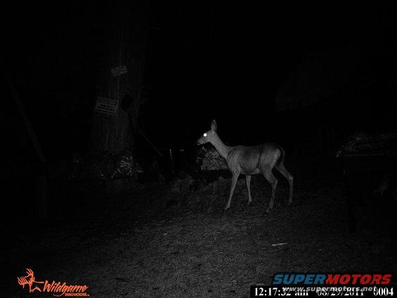 Deer walks at night near a wooden post with signs