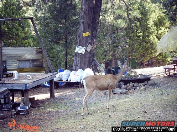 Deer stands in a campsite with a trailer and picnic table visible
