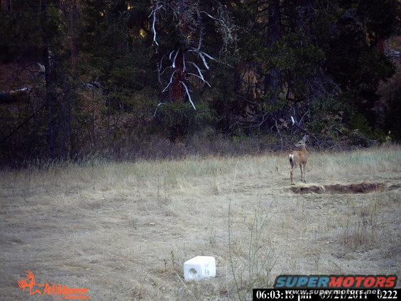 Deer standing in a dry grassy field with trees in the background. A white block is in the foreground