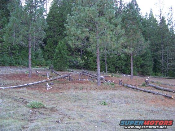 Wooded area with felled trees and stumps, foreground has dry grass and dirt