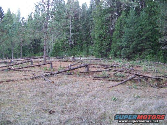 Cleared forest area with felled logs and trees in the background