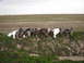 1993 Ford Bronco - Goose decoys are placed on a bank overlooking a field.