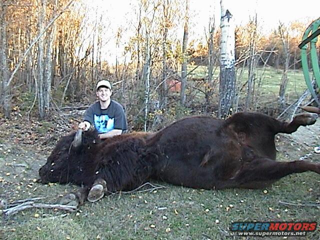 1200 lb Bison