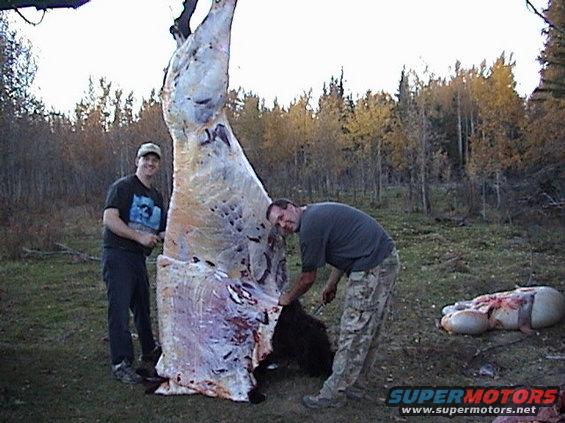 Two men stand next to a large animal carcass hanging from a tree in a wooded area
