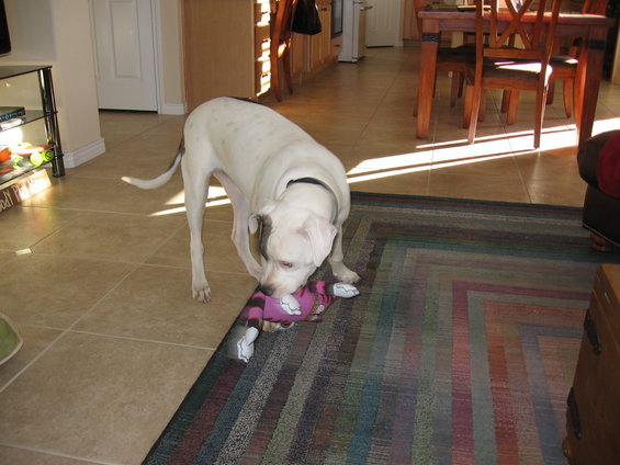 mr-buddy-and-hunter-010.jpg Our new dog Banksy we picked up this week.  Not sure what the name means, but the little guy has a few issues and we didn't want to make it any harder on him by changing his name.