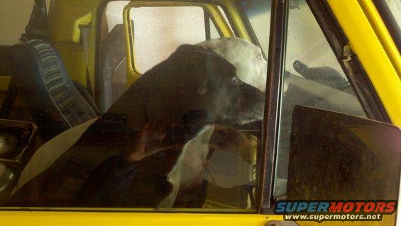 Dog looking out the window of a yellow truck cab. Seat is visible