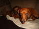 1994 Jeep Cherokee - Two dachshunds are resting on a couch, one looking at the camera with its tongue out.