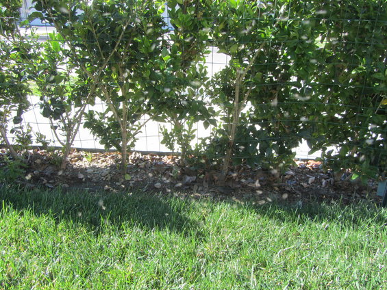 Green grass in the foreground with bushes and a wire fence behind it
