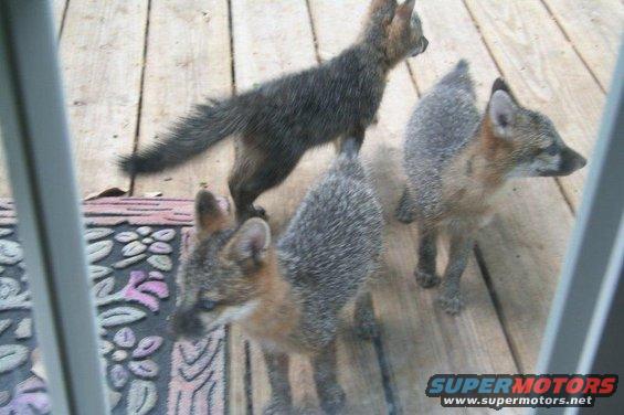 three young foxes standing on a wooden deck, one in the background has a bushy tail