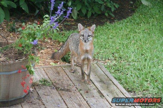 Fox standing on wooden planks near a potted plant and grass