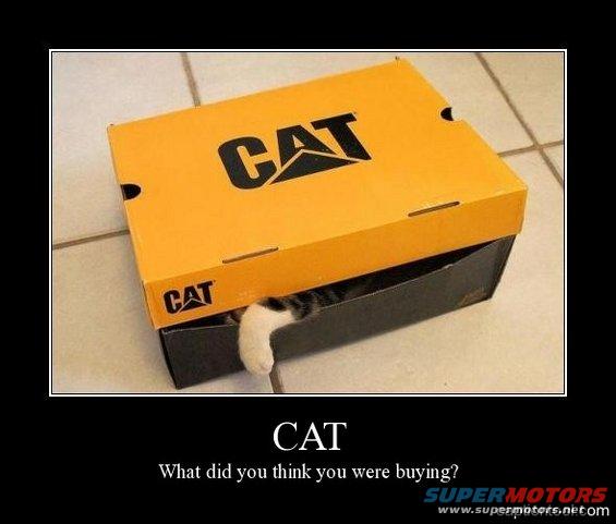 Cat paw emerging from a CAT branded box