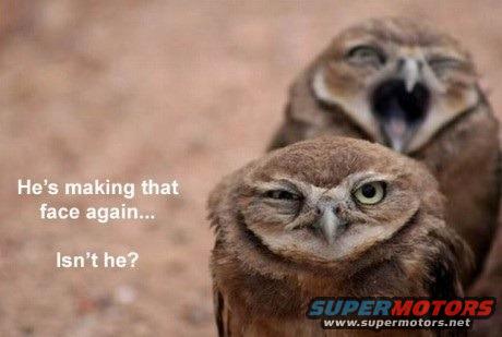 Two owls, one winking and the other yawning. Text says 'He's making that face again... Isn't he?'