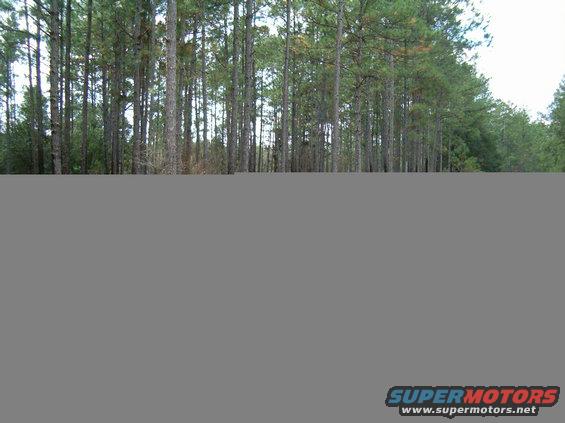 Pine trees in a forest with a road visible at the bottom