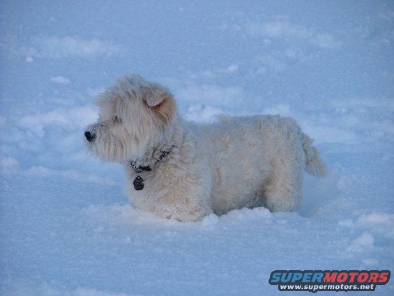 snowdogs-2-jan-2010-020.jpg 