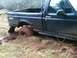 1994 Ford F-150 - A dark 1994 Ford F-150 is stuck in the mud, with its rear tire deeply embedded.