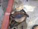 1992 Ford Bronco - This is a used car water pump, showing signs of corrosion and wear.