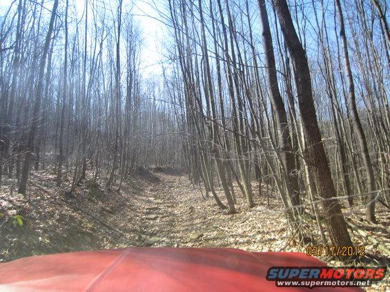 Red vehicle hood driving on forest road