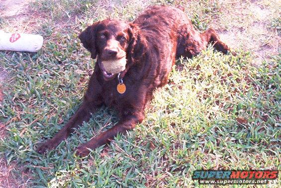 Brown dog lying on grass with a ball in its mouth