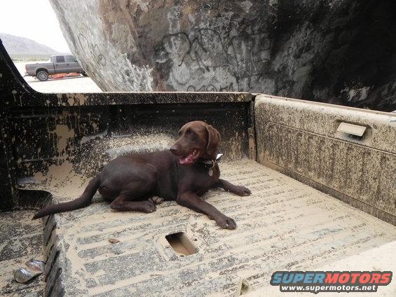 Dog in dirty truck bed, pickup truck in background near large rock
