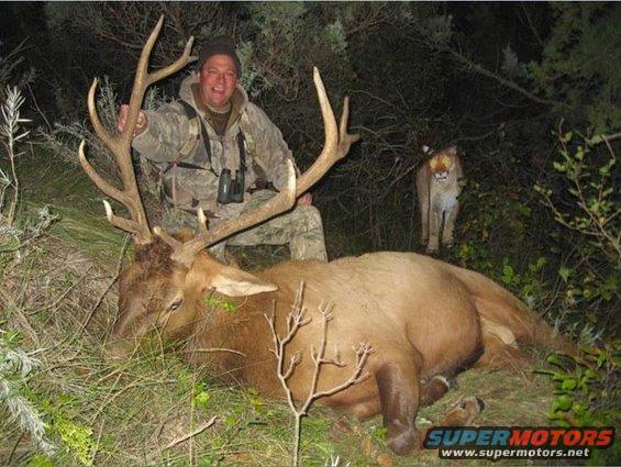 Hunter poses with a large elk he shot, while a cougar watches from the trees behind them