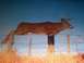 1993 Ford Bronco - Deer leaps over a barbed wire fence in a rural landscape.