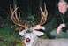 2002 Ford F-350 - My hunting partner Jan (pronounced Yen) and his trophy Deer.