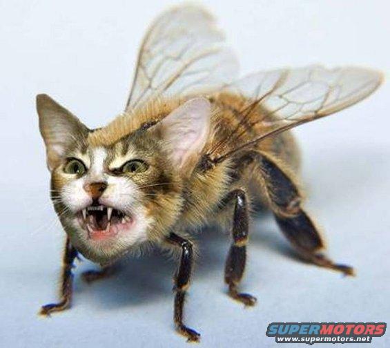 Cat with bee wings and legs
