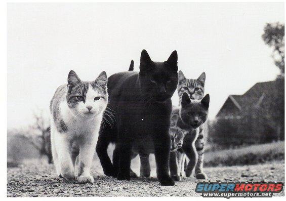 Four cats walking on a gravel path in front of a building