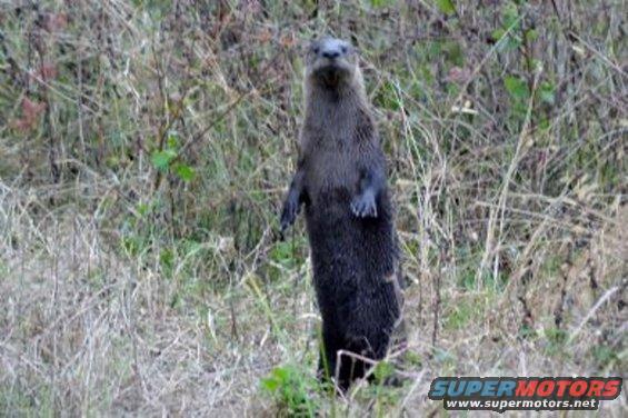Otter standing upright in tall grass with "SUPERMOTORS" watermark