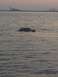 1990 Ford Bronco - A vehicle is partially submerged in the water with a red buoy nearby.