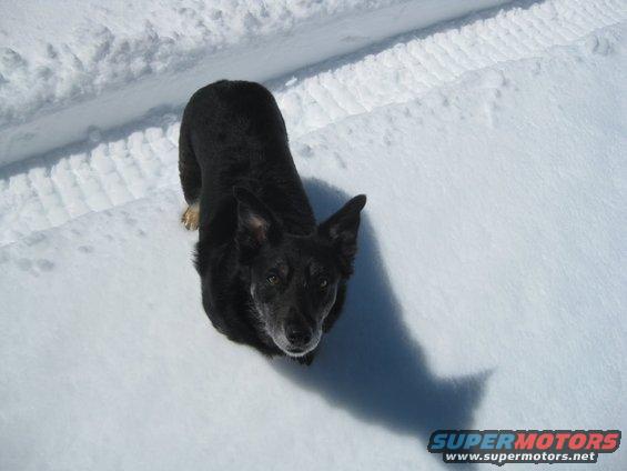 Black dog standing in snow, looking up