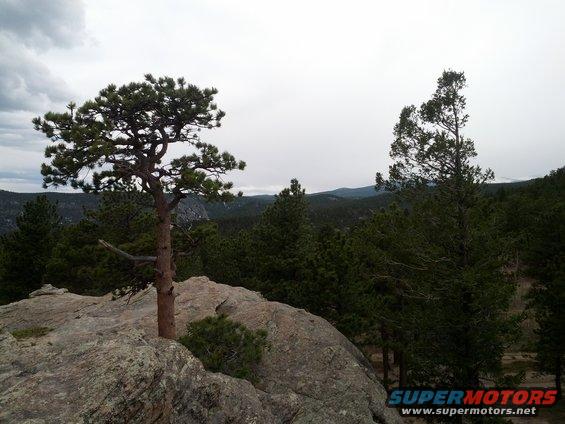 Rocky outcrop with a lone pine tree, overlooking a dense forest and distant mountains under a cloudy sky