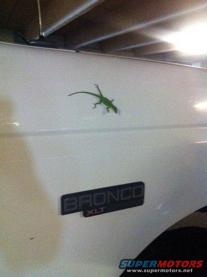 gekko-bronco.jpg 
